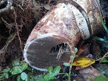 Tree root removal services.